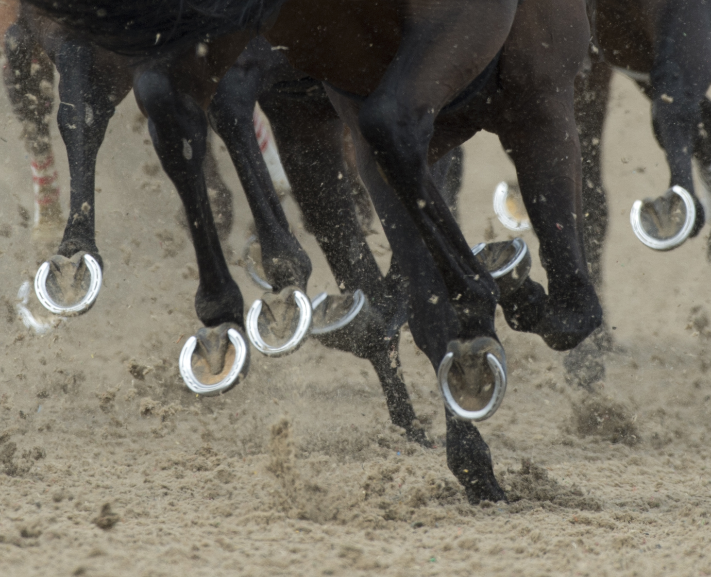 Hooves-MichaelBurnsPhotography.jpg