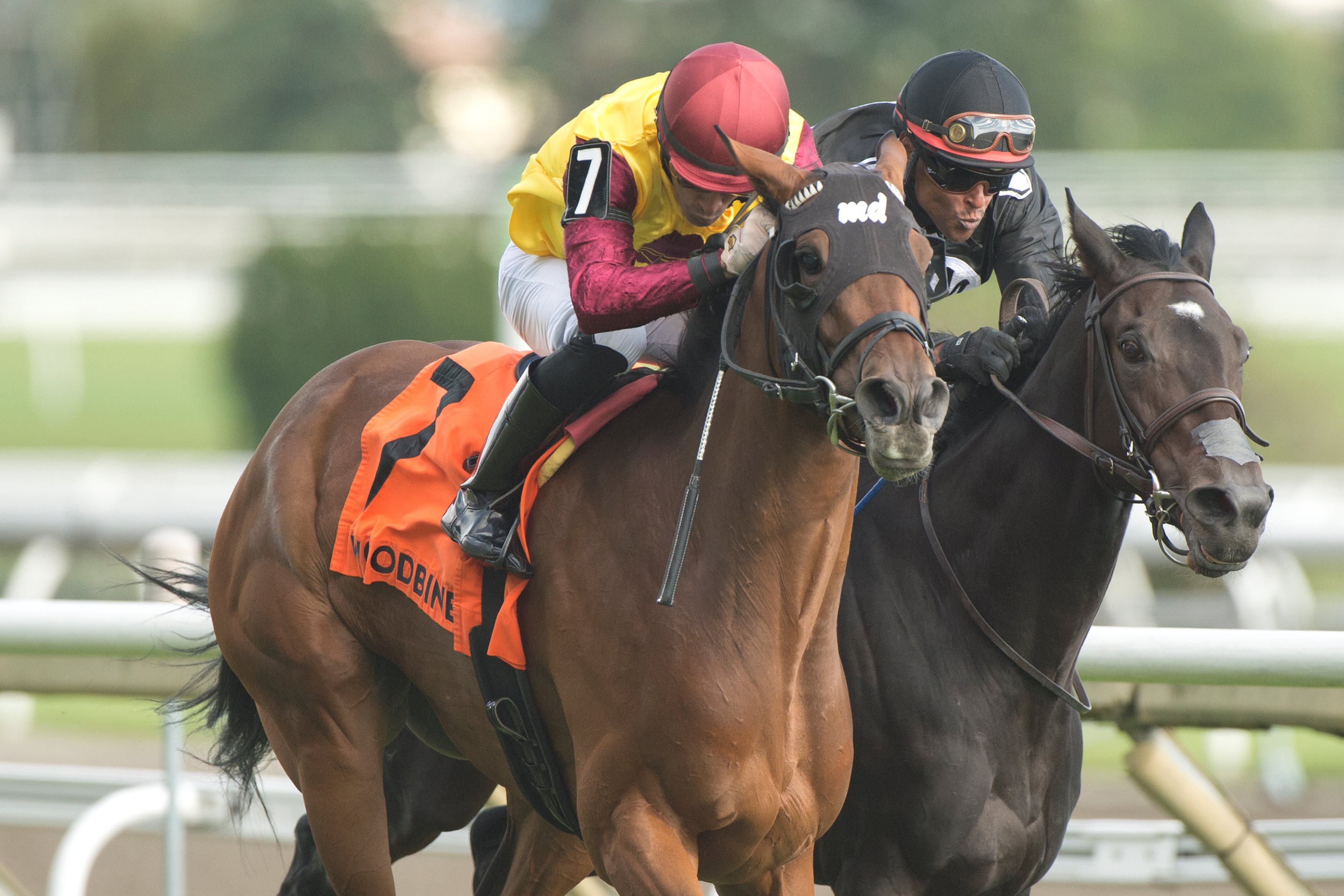 Hurricane Clair (left) and jockey Sahin Civaci winning the Wonder Where Stakes on September 8, 2024 at Woodbine (Michael Burns Photo)