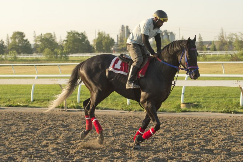 Ironstone prepping for Queen's Plate.