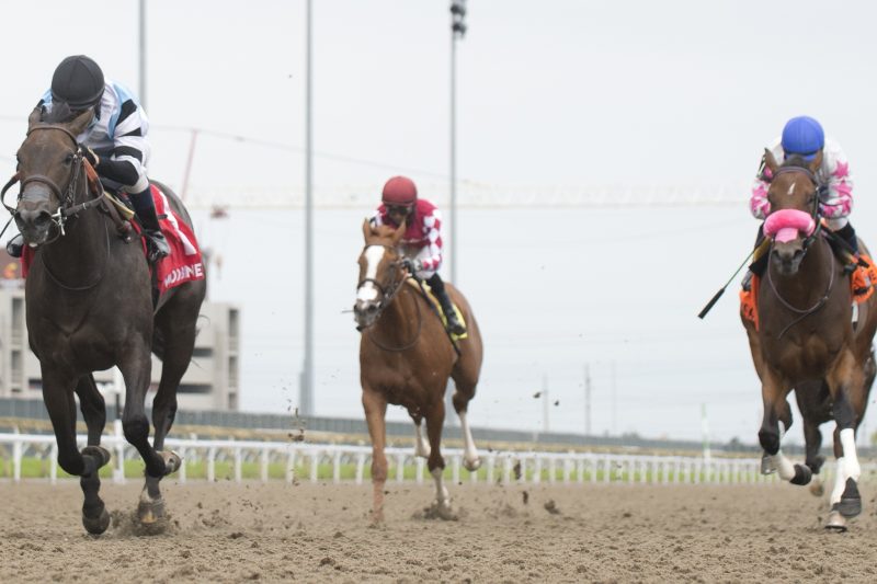 Jockey Antonio Gallardo guides the Mark Casse trained Diabolic to victory in the $125,000 My Dear Stakes, Saturday at Woodbine Racetrack in Toronto. Michael Burns Photo.