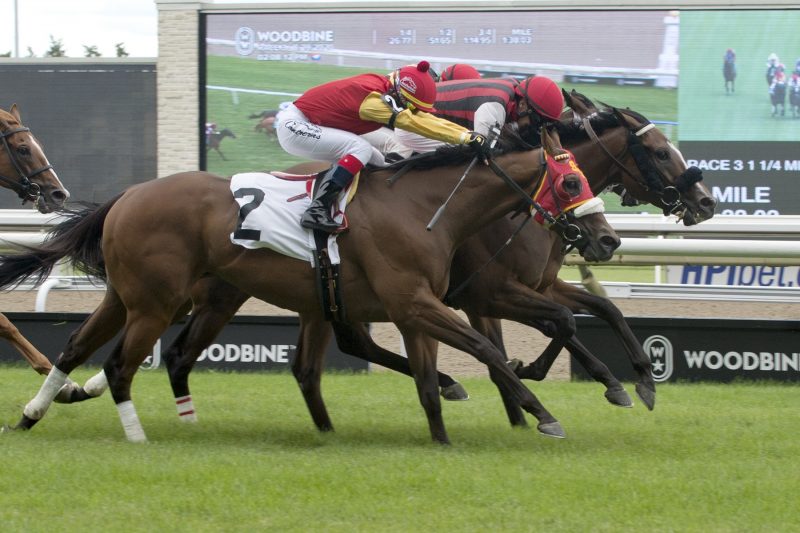 Jockey David Moran guides Woodbridge to victory during the third race on August 29, 2020, at Woodbine Racetrack in Toronto. Michael Burns photo.