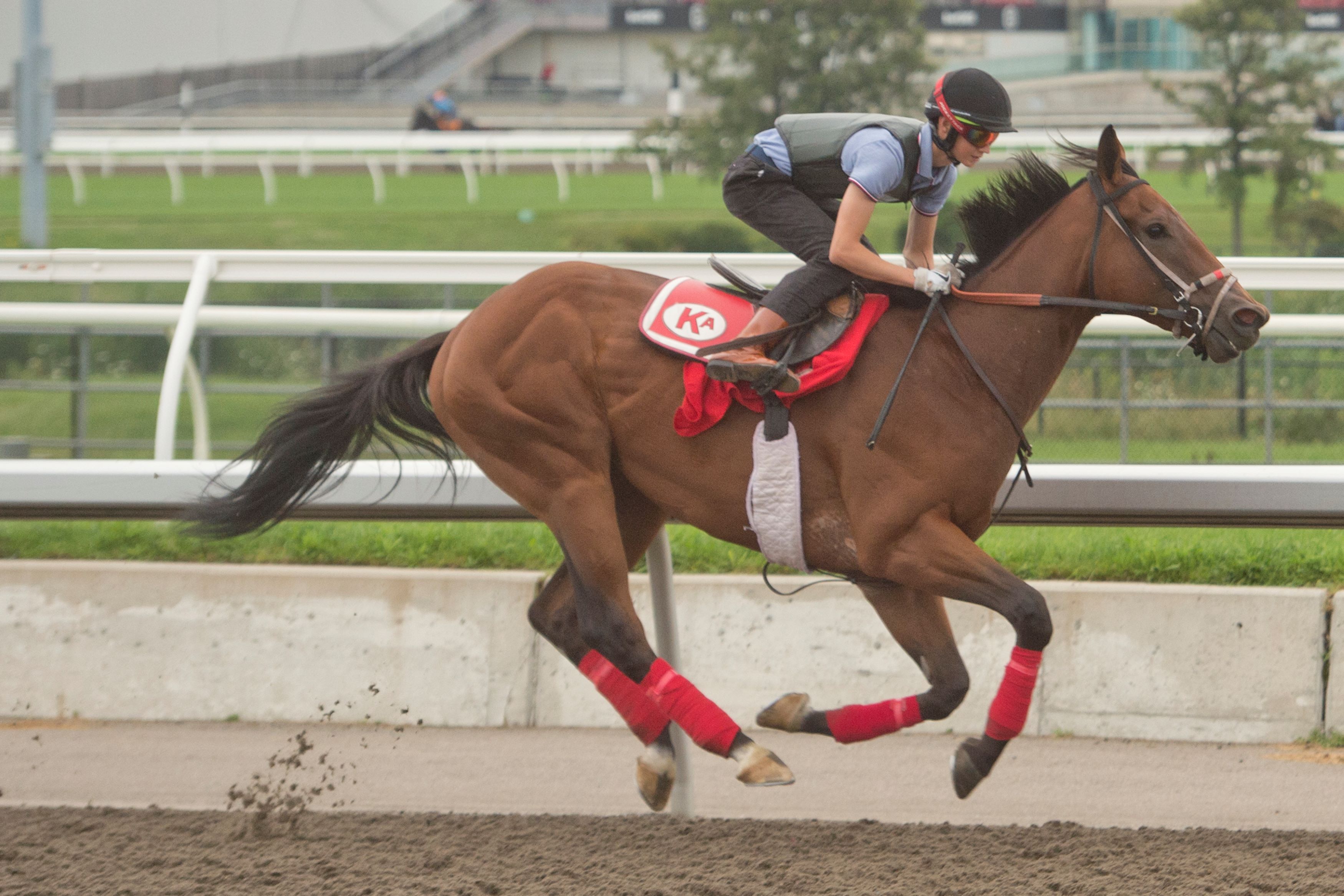 Jokestar training at Woodbine (Michael Burns Photo)