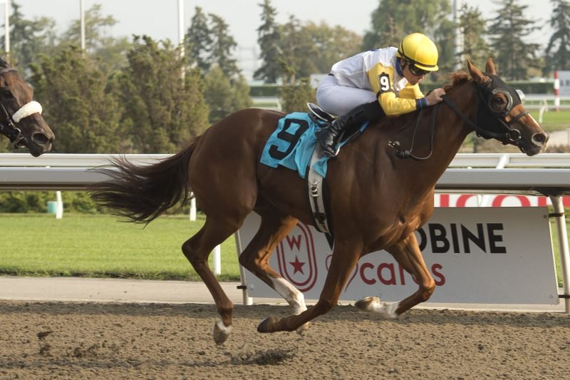Canadians set to take flight on Pegasus World Cup day