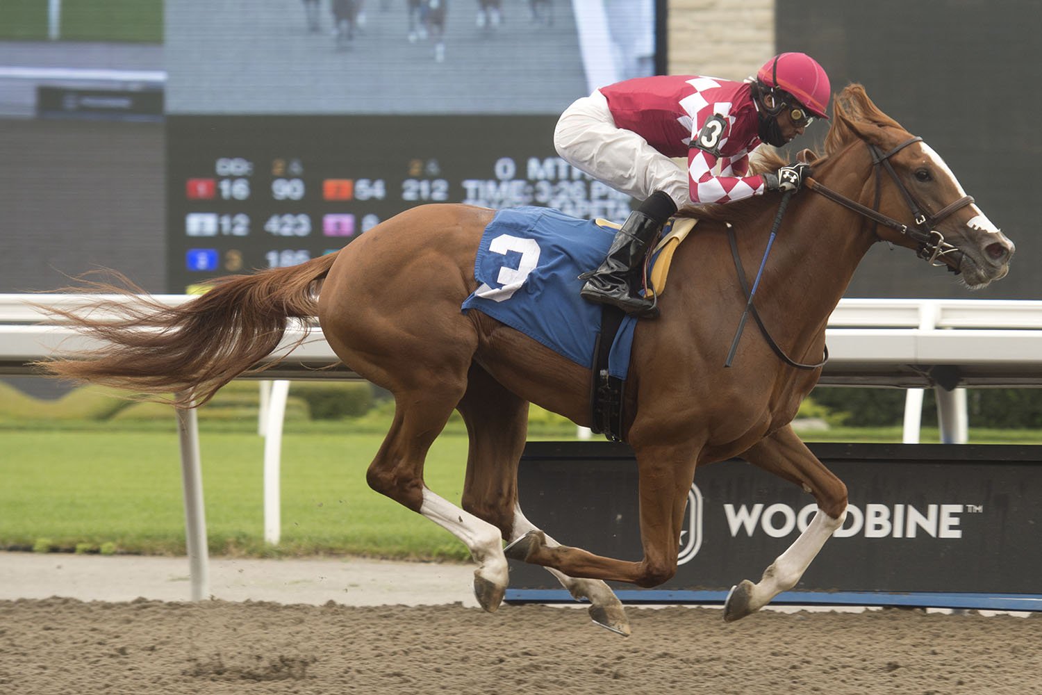 Lois Len victorious in her first start under jockey Patrick Husbands on July 3 at Woodbine Racetrack. (Michael Burns Photo)