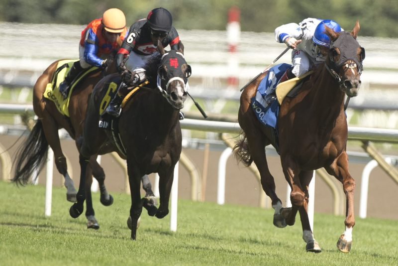 Majestic D'Oro with Rafael Hernandez capturing the 2022 Alywow Stakes at Woodbine. (Michael Burns Photo)