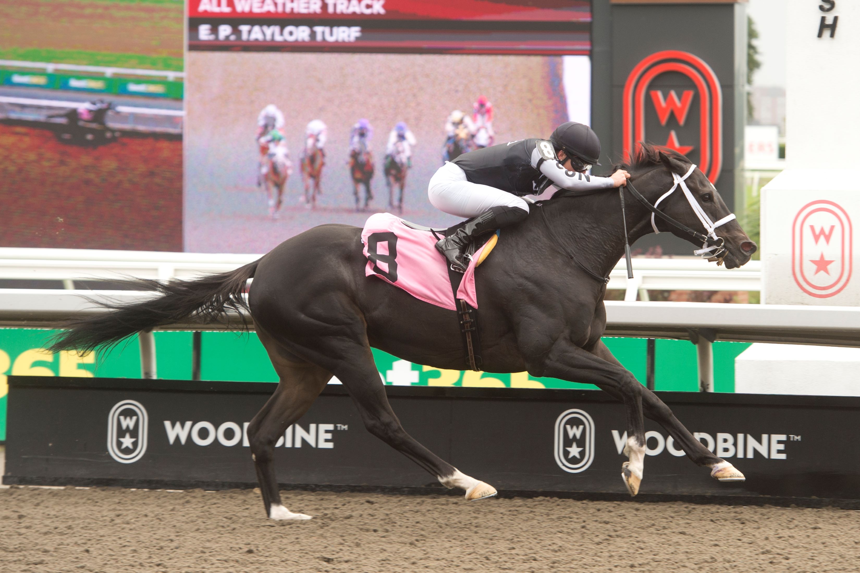 Master Spy and Emma-Jayne Wilson winning Race 3 on September 7, 2024 at Woodbine (Michael Burns Photo)