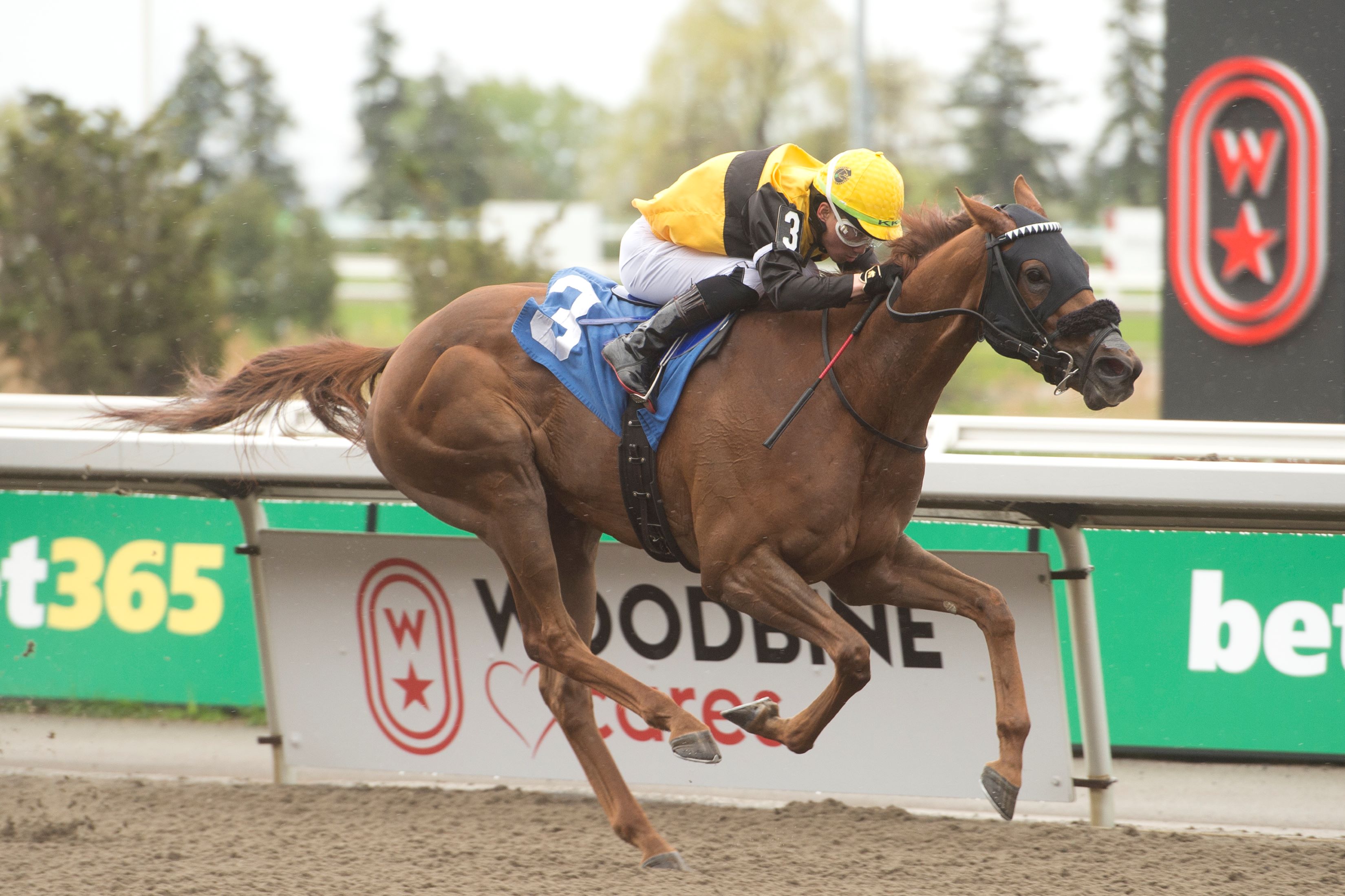 Metaphysical and jockey Kazushi Kimura winning Race 7 on May 11, 2024 at Woodbine (Michael Burns Photo)