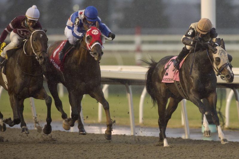 Might Heart, was all that and more, boldly striding home to win the Grade 2 Autumn Stakes at Woodbine on November 14. (Michael Burns Photo)