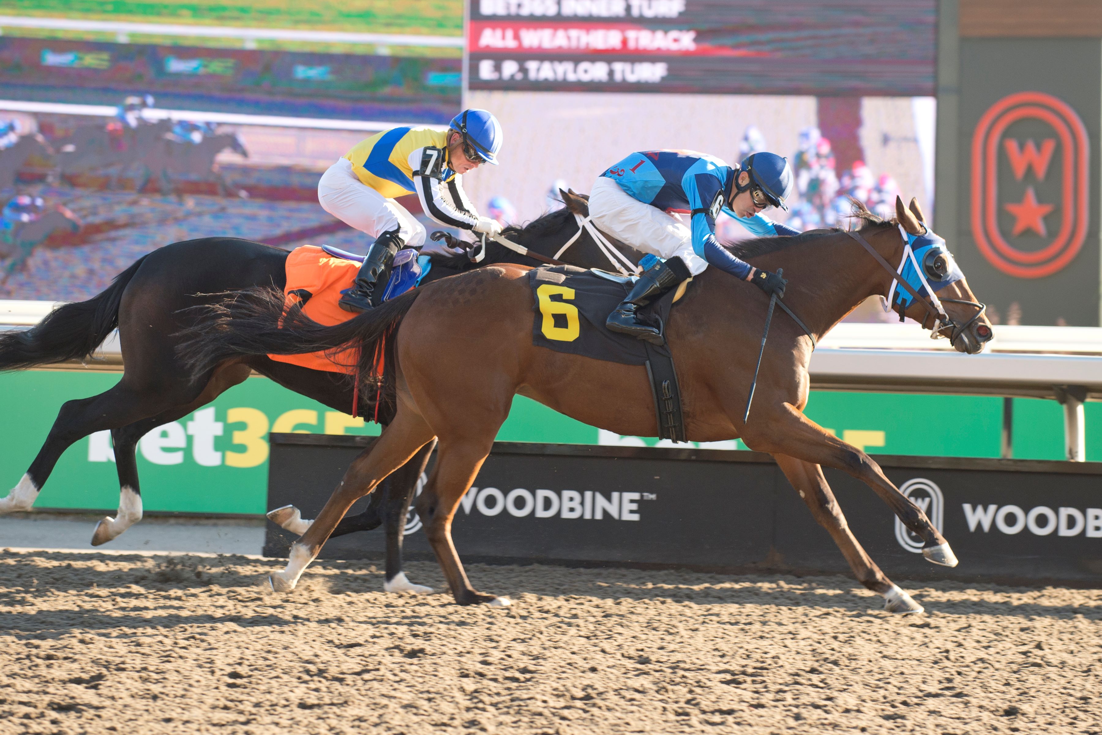 Miss Pierre and jockey Eswan Flores winning Race 6 on November 2, 2024 at Woodbine (Michael Burns Photo)