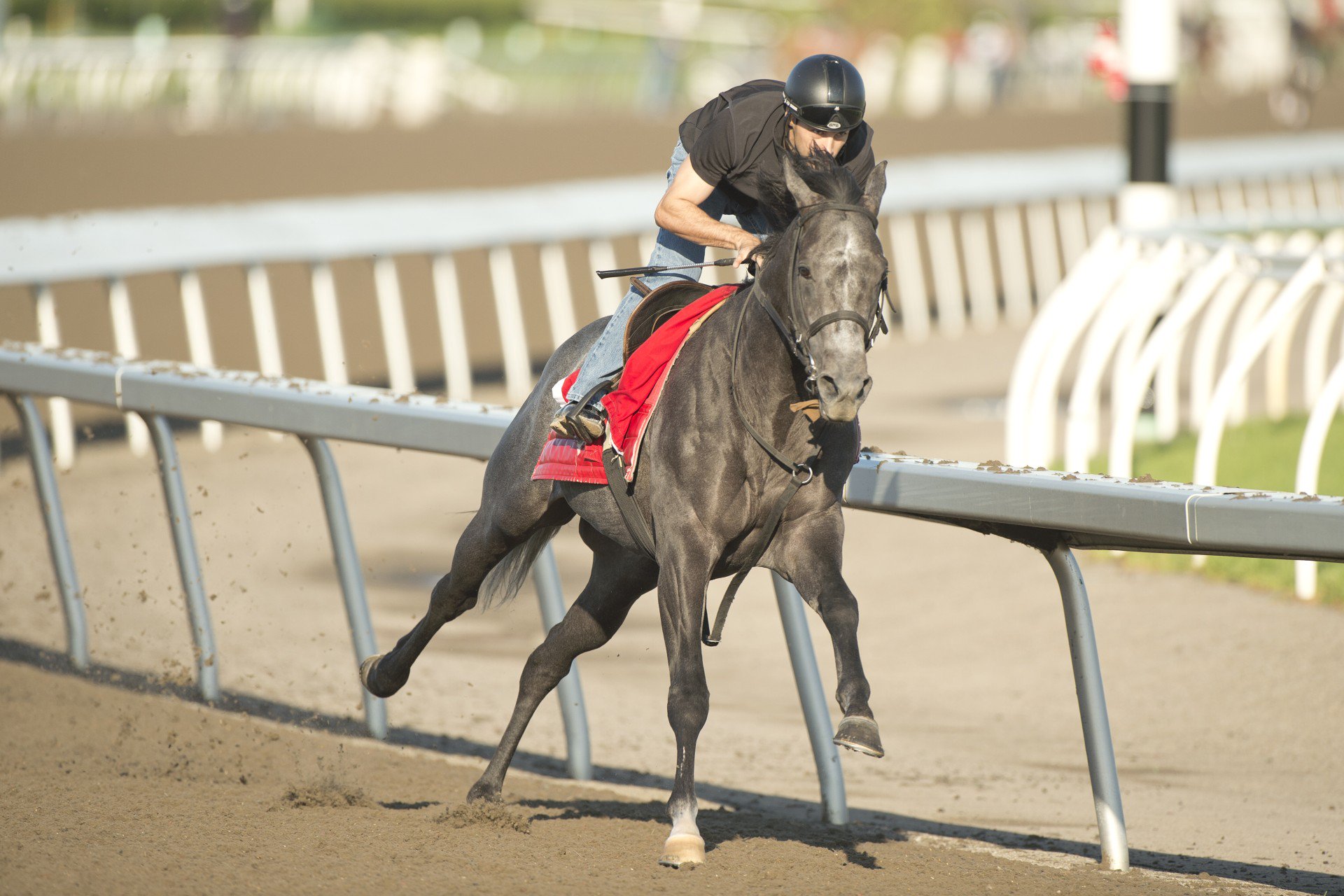 My Boy Prince, pictured preparing a week before the original King's Plate date, will return with the other 12 entered three-year-olds for The King's Plate on Friday (August 23). (Michael Burns Photo)