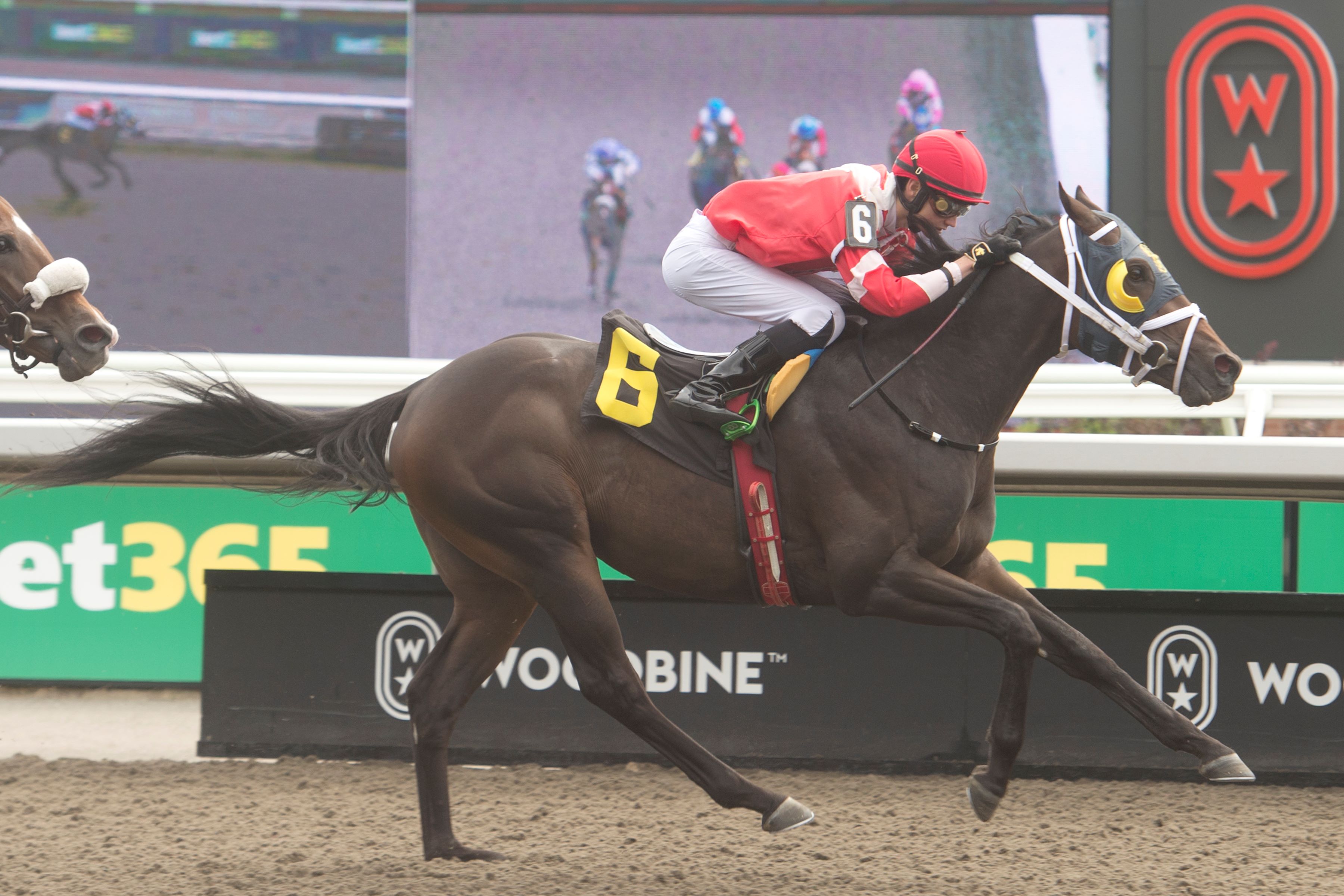 My Boy Bruce and jockey Pietro Moran winning Race 6 on September 8, 2024 at Woodbine (Michael Burns Photo)