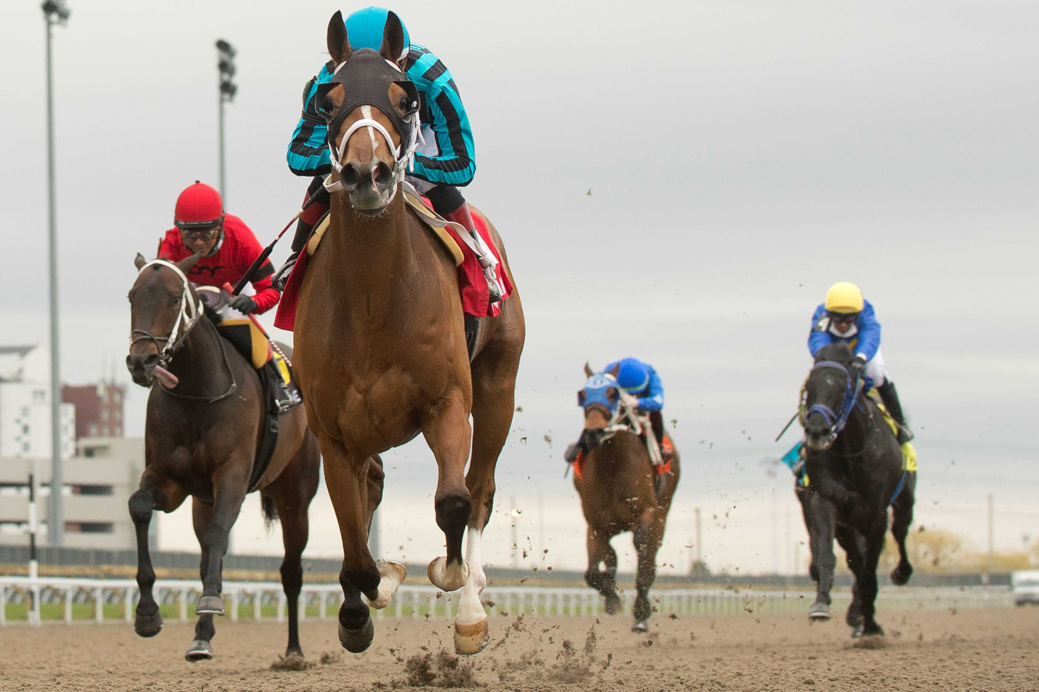 Nobals and jockey Rafael Hernandez winning the Woodstock Stakes in 2022 at Woodbine (Michael Burns Photo)