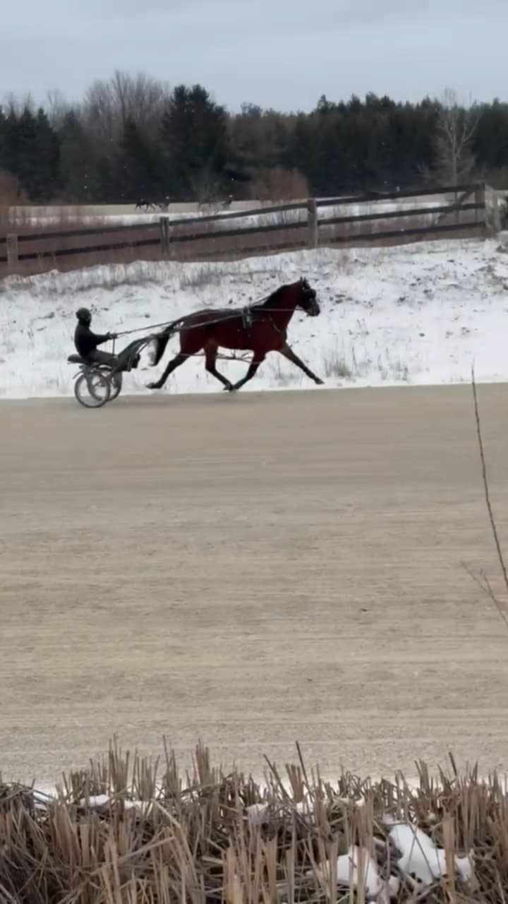 Omar Moreno jogging a Standardbred 