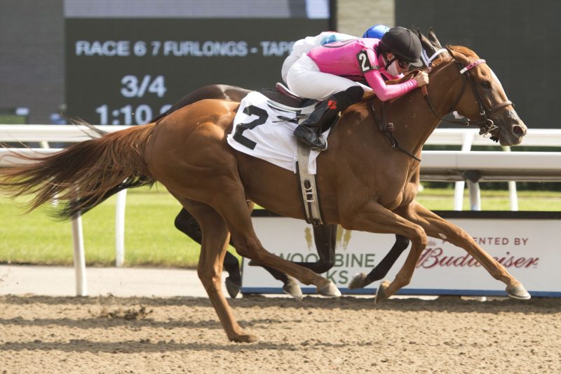 Our Secret Agent winning on August 15, 2020 at Woodbine. 