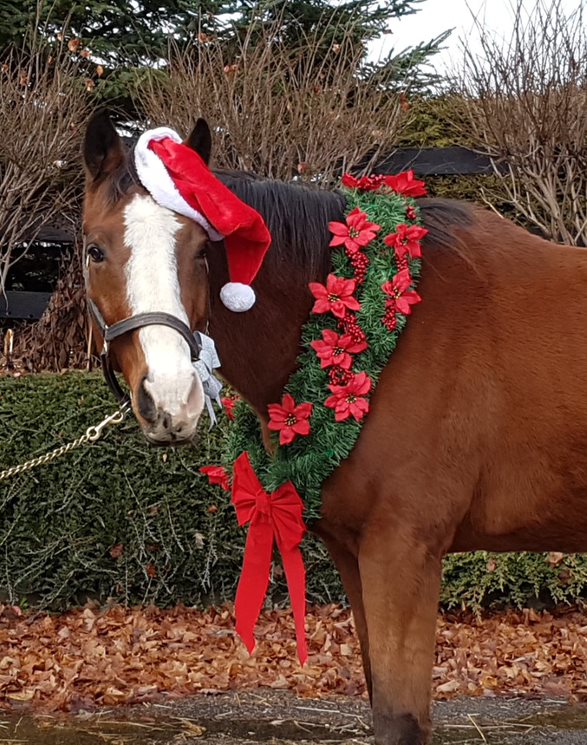 Portsie posing in his favourite Christmas attire at the LongRun facility near Erin, Ontario. (supplied) 