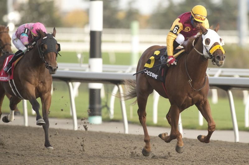 Poulin in O T and jockey Patrick Husbands winning the Frost King Stakes on October 14, 2022 at Woodbine (Michael Burns Photo)