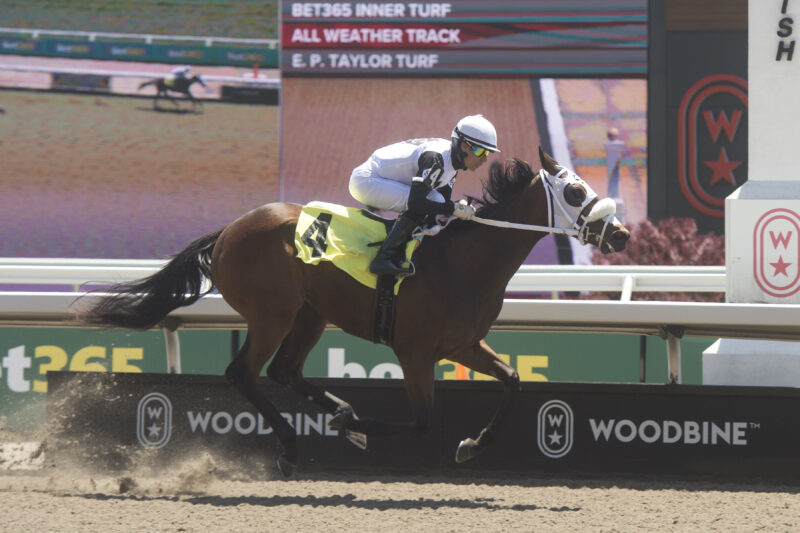 Debut winner Mrs D meets eight in My Dear Stakes - Woodbine Racetrack