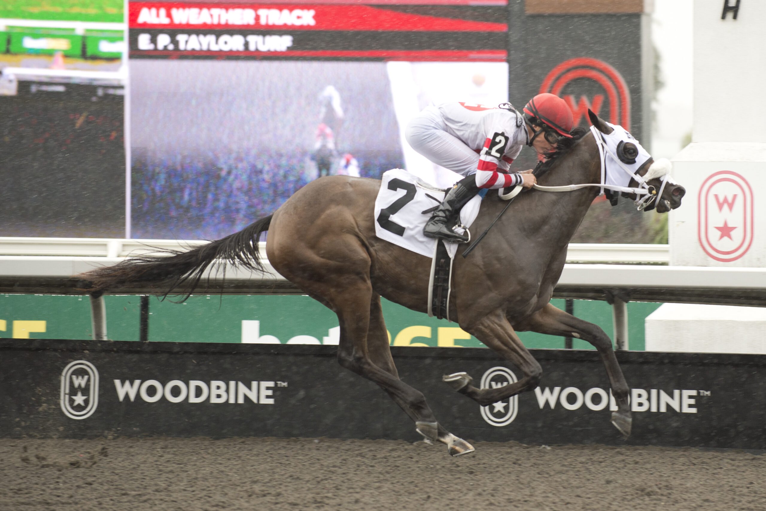Chircop duo meets again, this time in Victorian Queen Stakes