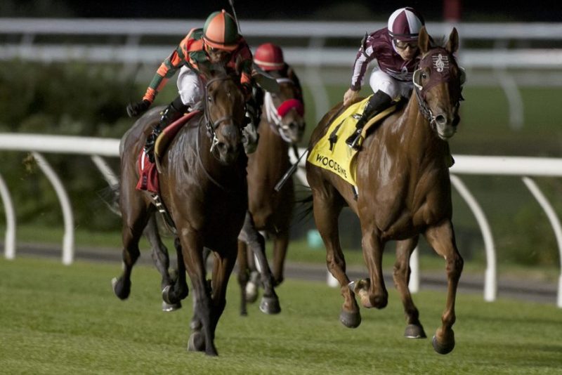 Red Cabernet, trained by Ian Black, has eight wins since 2017, including two stakes events with purses totaling $387,000. Photo by Michael Burns.