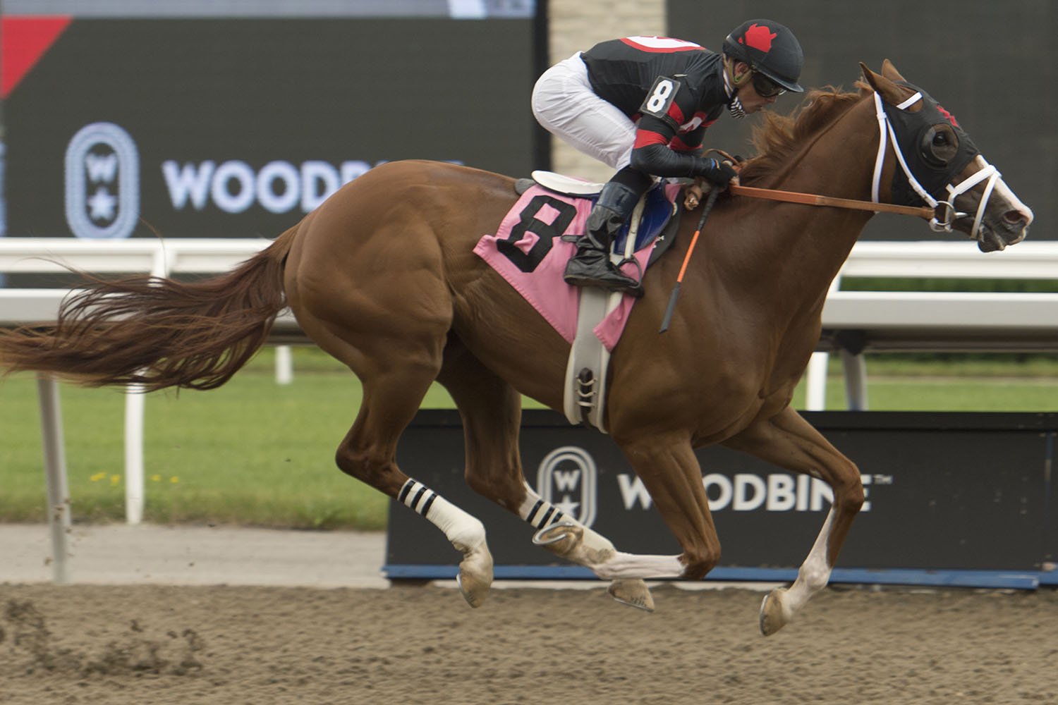 Red Hierarchy winning on July 12 at Woodbine Racetrack. (Michael Burns Photo)