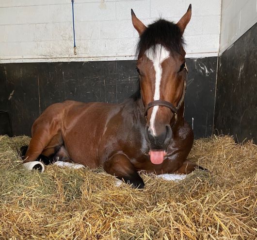 Rondure enjoying some beauty sleep. (Supplied)