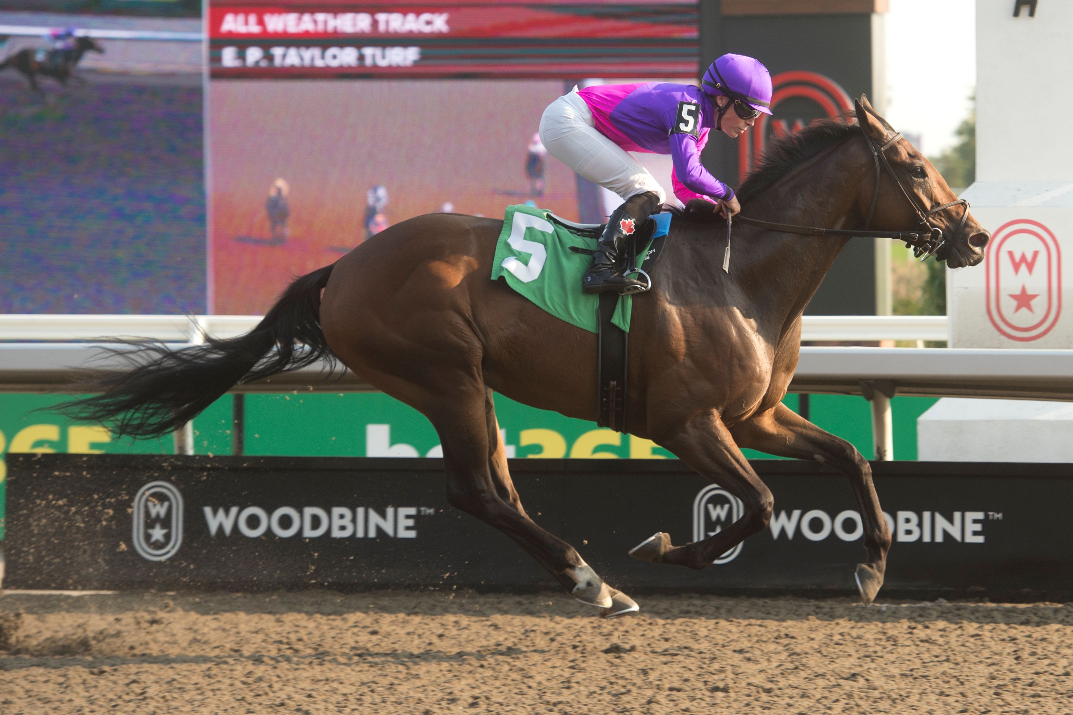 Ron's Gizmo and jockey Emma-Jayne Wilson winning Race 8 in September 14, 2024 at Woodbine (Michael Burns Photo)