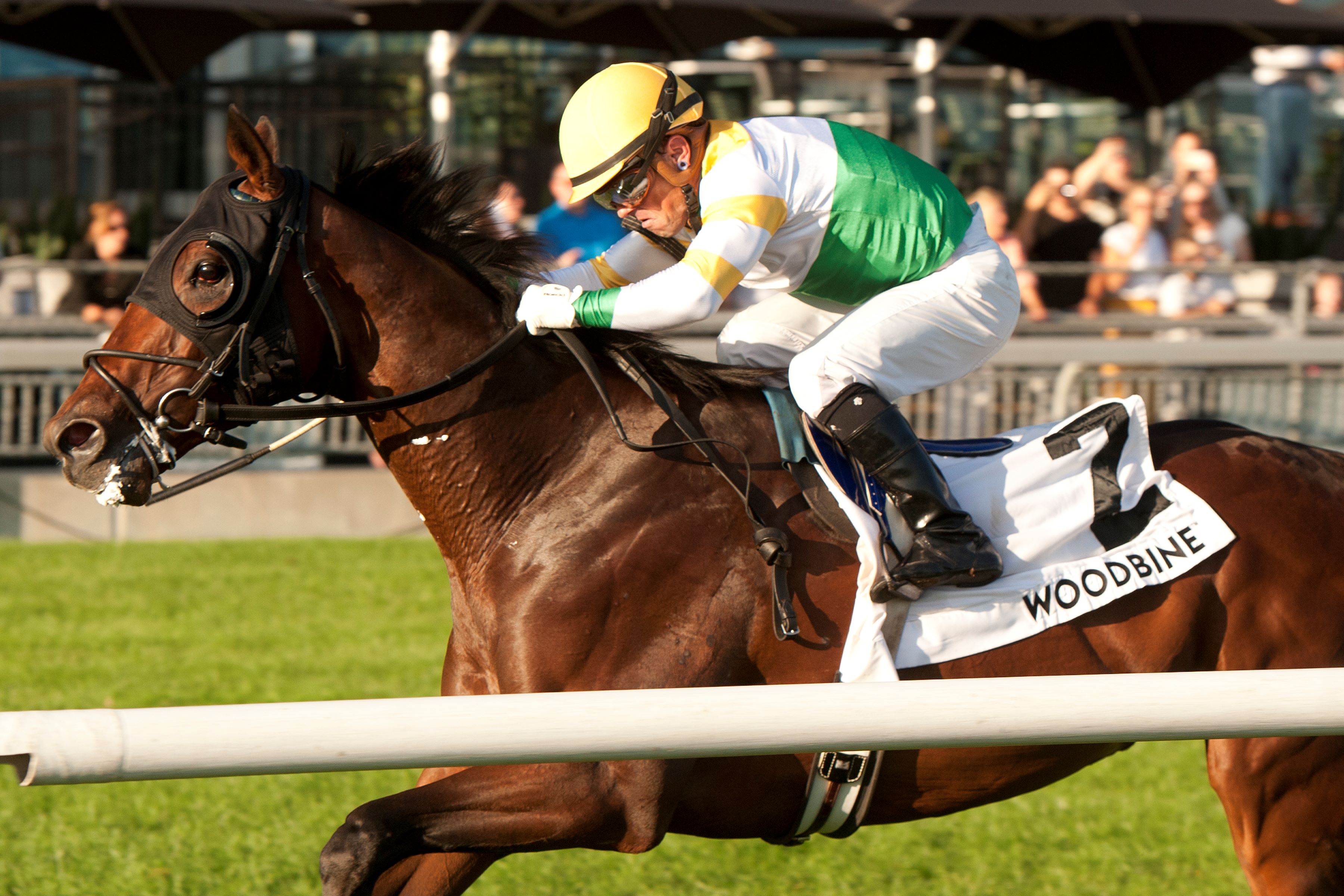 Roscar and jockey Justin Stein winning the Breeders' Stakes on September 29, 2024 at Woodbine (Michael Burns Photo)