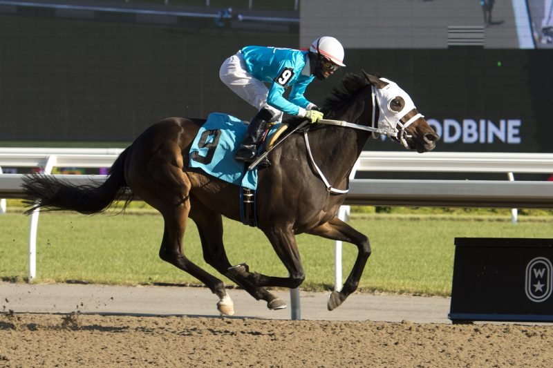 Silent Causeway under Jockey Patrick Husbands is victorious in race 11 on June 14, 2020 at Woodbine Racetrack in Toronto. Photo by Michael Burns.