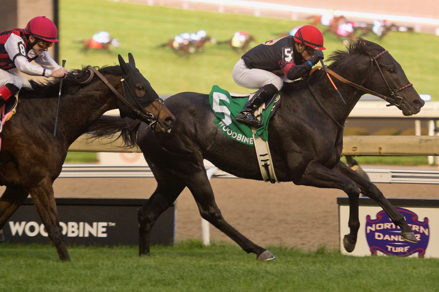 Silent Poet and jockey Justin Stein winning the $250,000 Nearctic Stakes (Grade 2) on Sunday, Oct. 18 at Woodbine Racetrack. (Michael Burns Photo)
