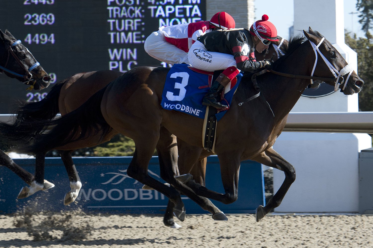 Silent Sting conquers Queenston - Woodbine Racetrack