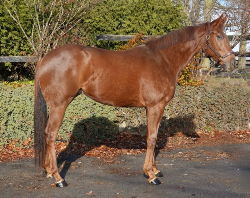 OTTB Spotlight: Skip the Dawn