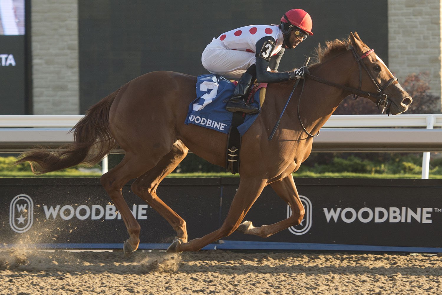 Souper Sensational and jockey Patrick Husbands winning the $100,000 Glorious Song Stakes on Saturday, Oct. 17 at Woodbine Racetrack. (Michael Burns Photo)