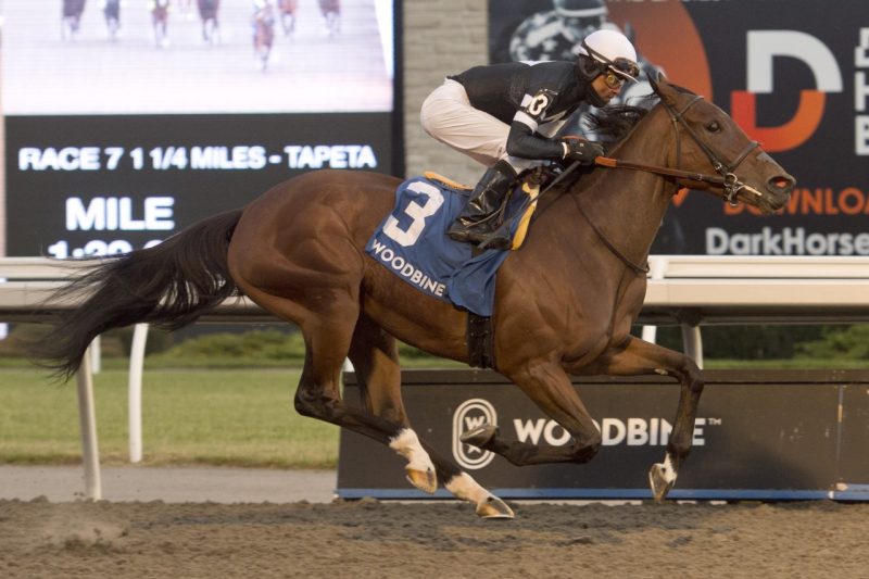 Stargaze crosses the finish line first with Patrick Husbands aboard to win the Grade 3 Maple Leaf Stakes at Woodbine. (Michael Burns Photo)