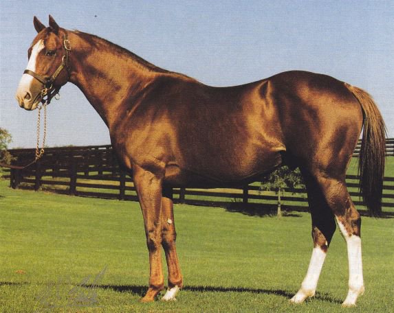 Sunnys Halo was only the second Canadian Bred horse to capture the Kentucky Derby winning the historic event in 1983. (Supplied)