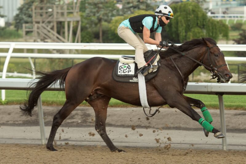 Tecumseh’s War (Moe) in training at Woodbine in 2020