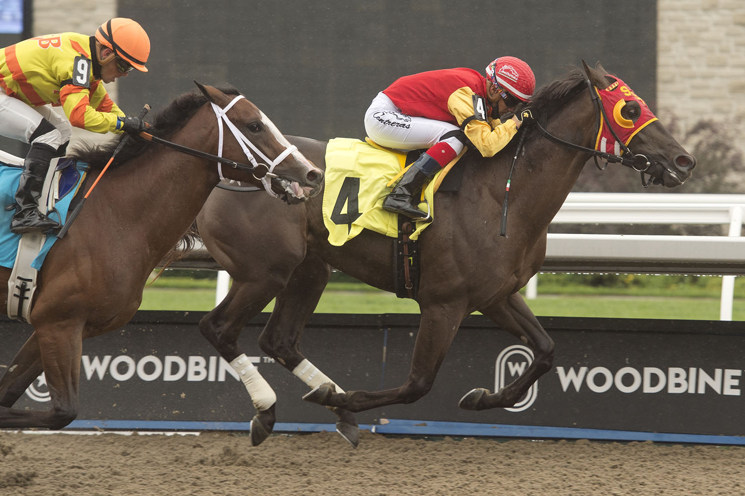 Tio Magico and jockey Luis Contreras winning on October 4 at Woodbine Racetrack. (Michael Burns Photo)