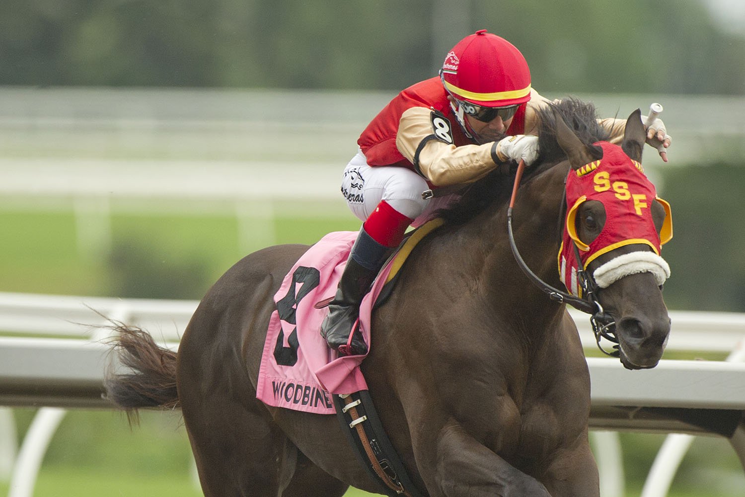 Tio Magico and jockey Luis Contreras winning the $125,000 Queenston Stakes on Sunday, July 11 at Woodbine Racetrack. (Michael Burns Photo)