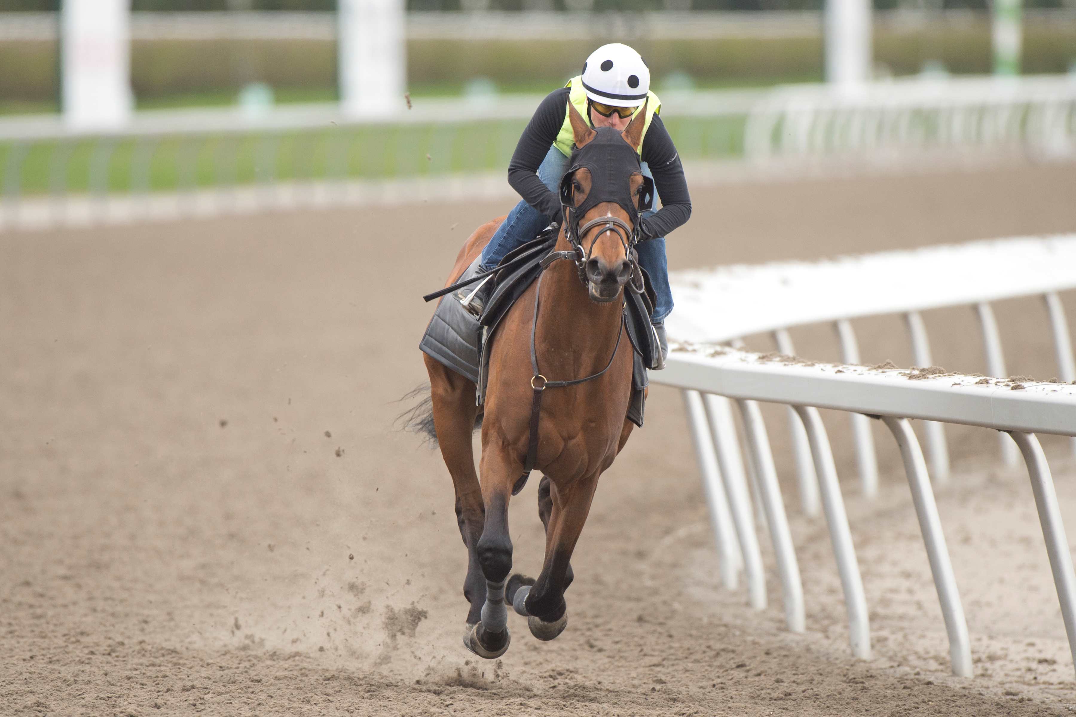 Tunechi prepares for the Woodstock Stakes at Woodbine (Michael Burns Photo)