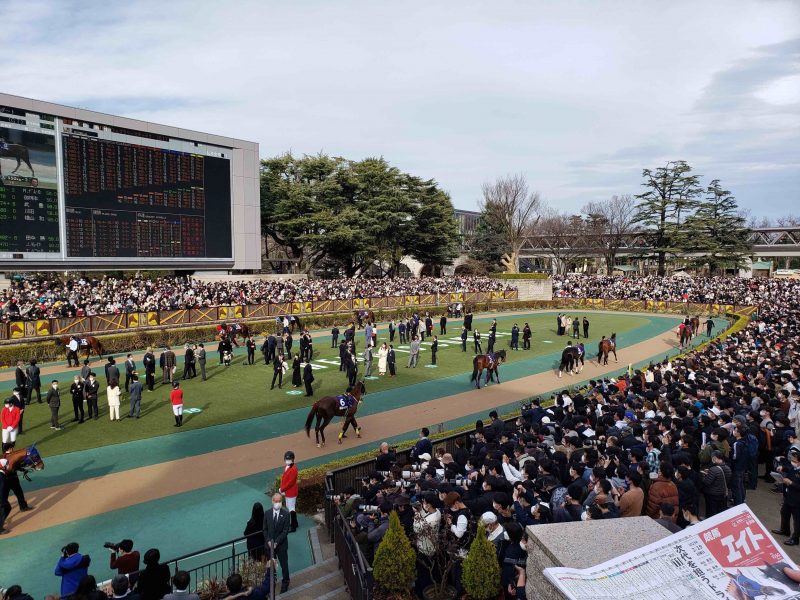 Robert Geller's view of Tokyo Racecourse's post parade, 2023