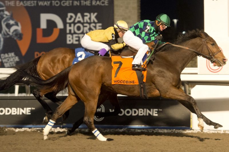 Avoman and jockey Justin Stein winning the Steady Growth Stakes on Sunday at Woodbine (Michael Burns Photo)