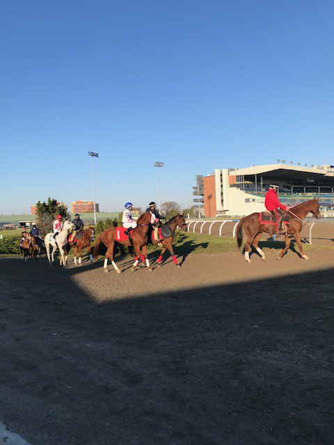 Ponies at work on race day at Woodbine 