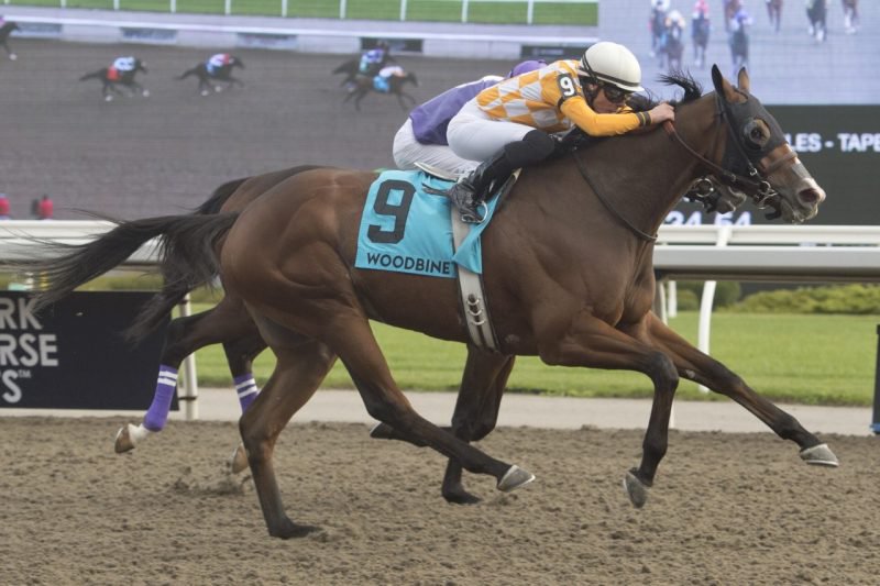 Who's the Star and jockey Emma-Jayne Wilson winning the Durham Cup Stakes on Saturday at Woodbine (Michael Burns Photo)